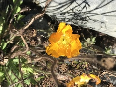 Papaver croceum