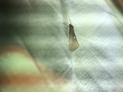 Cisthene liberomacula