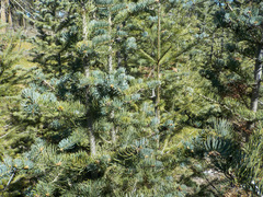 Abies concolor