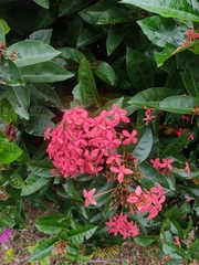 Ixora coccinea coccinea