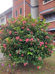 Ixora coccinea coccinea