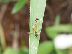 Sphaerophoria macrogaster