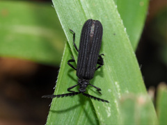 Trichalus ater