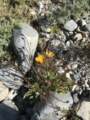 Papaver croceum