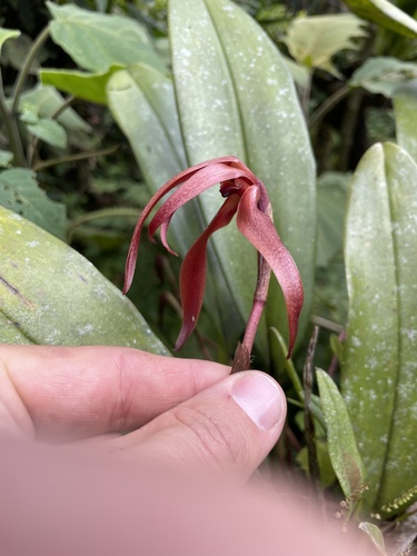 Maxillaria longipes