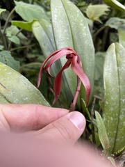 Maxillaria longipes