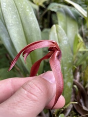 Maxillaria longipes