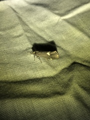 Cisthene liberomacula