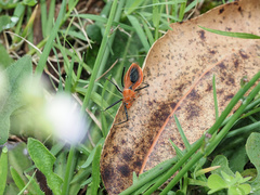 Gminatus wallengreni
