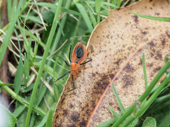 Gminatus wallengreni