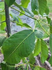 Cordia alliodora