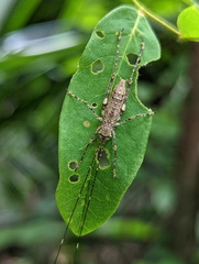 Phricta spinosa