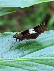 Notocrypta waigensis