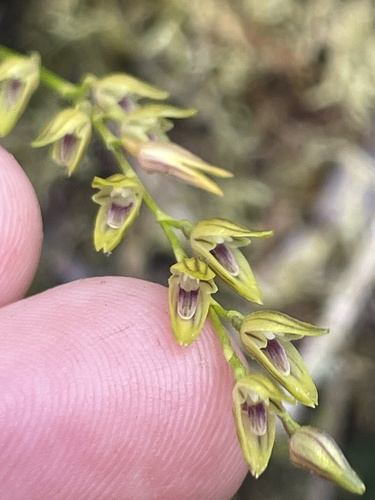 Specklinia gracillima