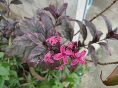 Pseuderanthemum carruthersii