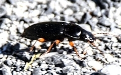 Harpalus pensylvanicus