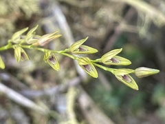 Specklinia gracillima