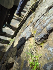 Pogonatherum crinitum