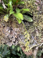 Specklinia gracillima