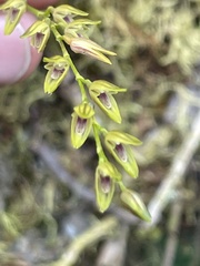 Specklinia gracillima