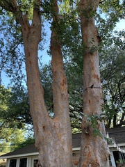 Ulmus parvifolia
