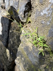 Pogonatherum crinitum