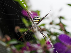 Argiope aetherea