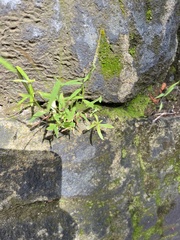 Pogonatherum crinitum