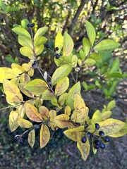 Ligustrum ovalifolium