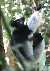 Indri indri
