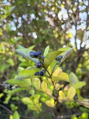 Ligustrum ovalifolium