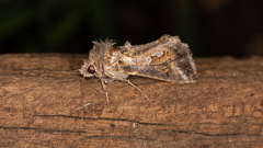 Chrysodeixis argentifera