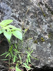 Pogonatherum crinitum