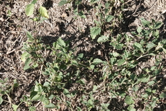 Malvastrum coromandelianum