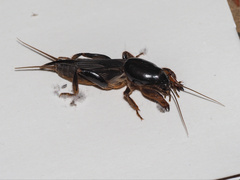 Gryllotalpa