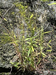 Pogonatherum crinitum