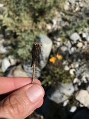 Papaver croceum