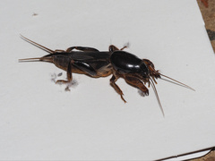 Gryllotalpa
