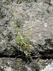 Pogonatherum crinitum