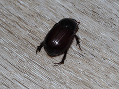 Pentodontini