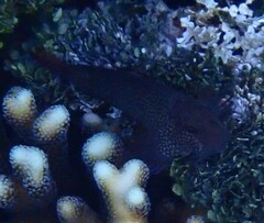 Cirripectes stigmaticus