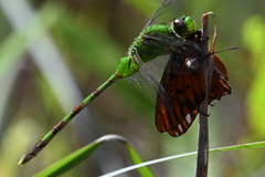 Erythemis vesiculosa
