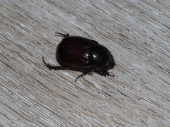 Pentodontini