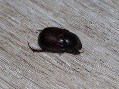 Pentodontini