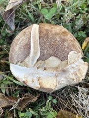 Calvatia cyathiformis