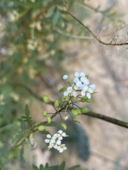 Lepidium montanum