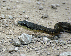 Phrynonax poecilonotus