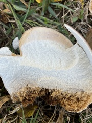 Calvatia cyathiformis