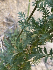Lepidium montanum