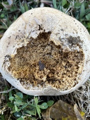 Calvatia cyathiformis
